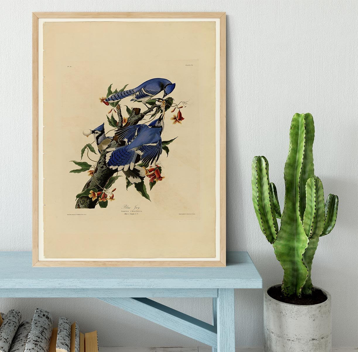 Blue Jay by Audubon Framed Print - Canvas Art Rocks - 4