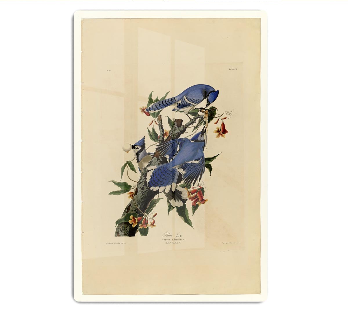 Blue Jay by Audubon HD Metal Print - Canvas Art Rocks - 1