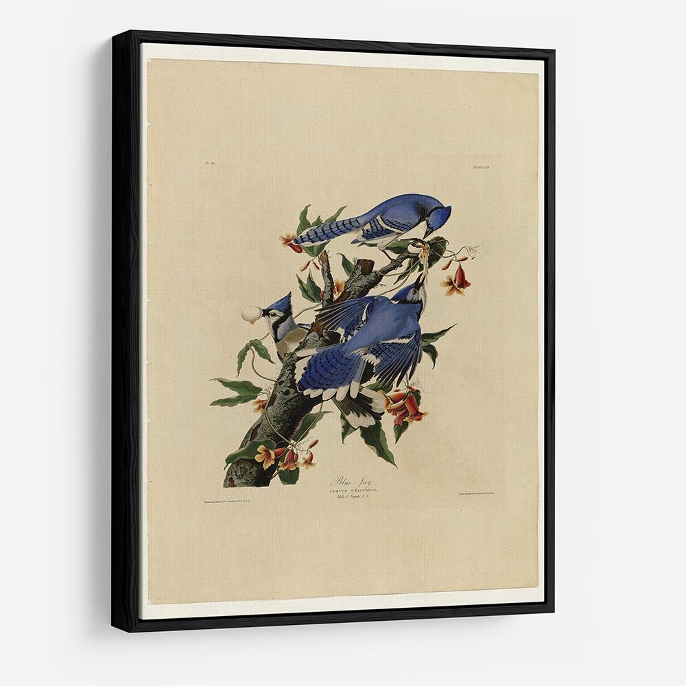Blue Jay by Audubon HD Metal Print - Canvas Art Rocks - 6