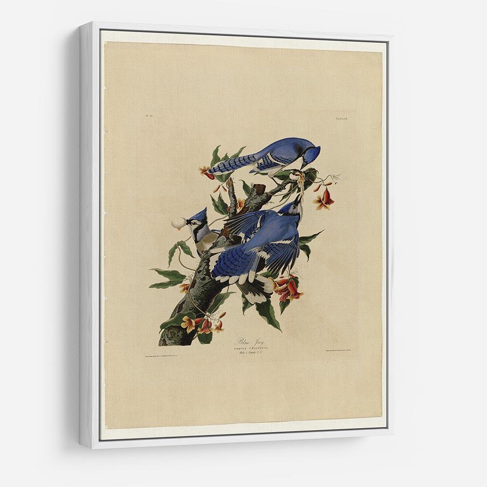 Blue Jay by Audubon HD Metal Print - Canvas Art Rocks - 7