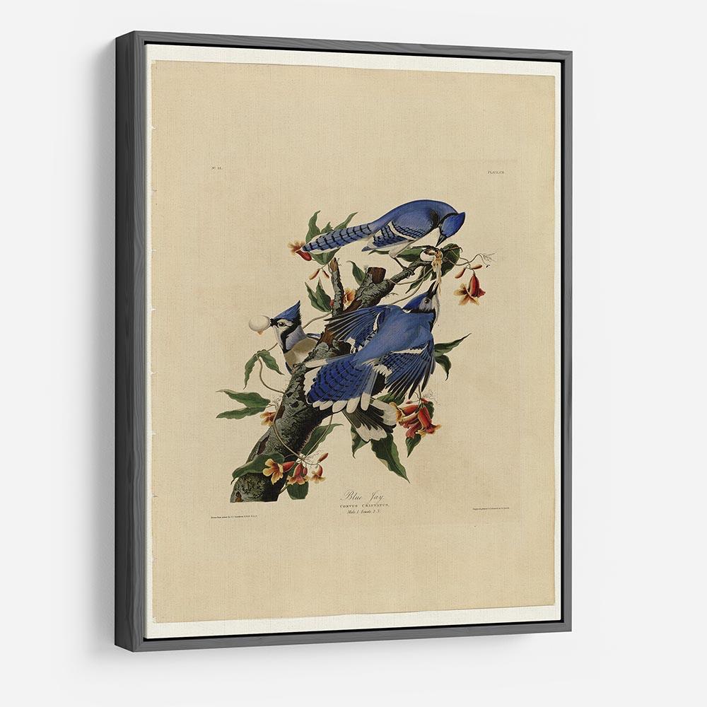 Blue Jay by Audubon HD Metal Print - Canvas Art Rocks - 9