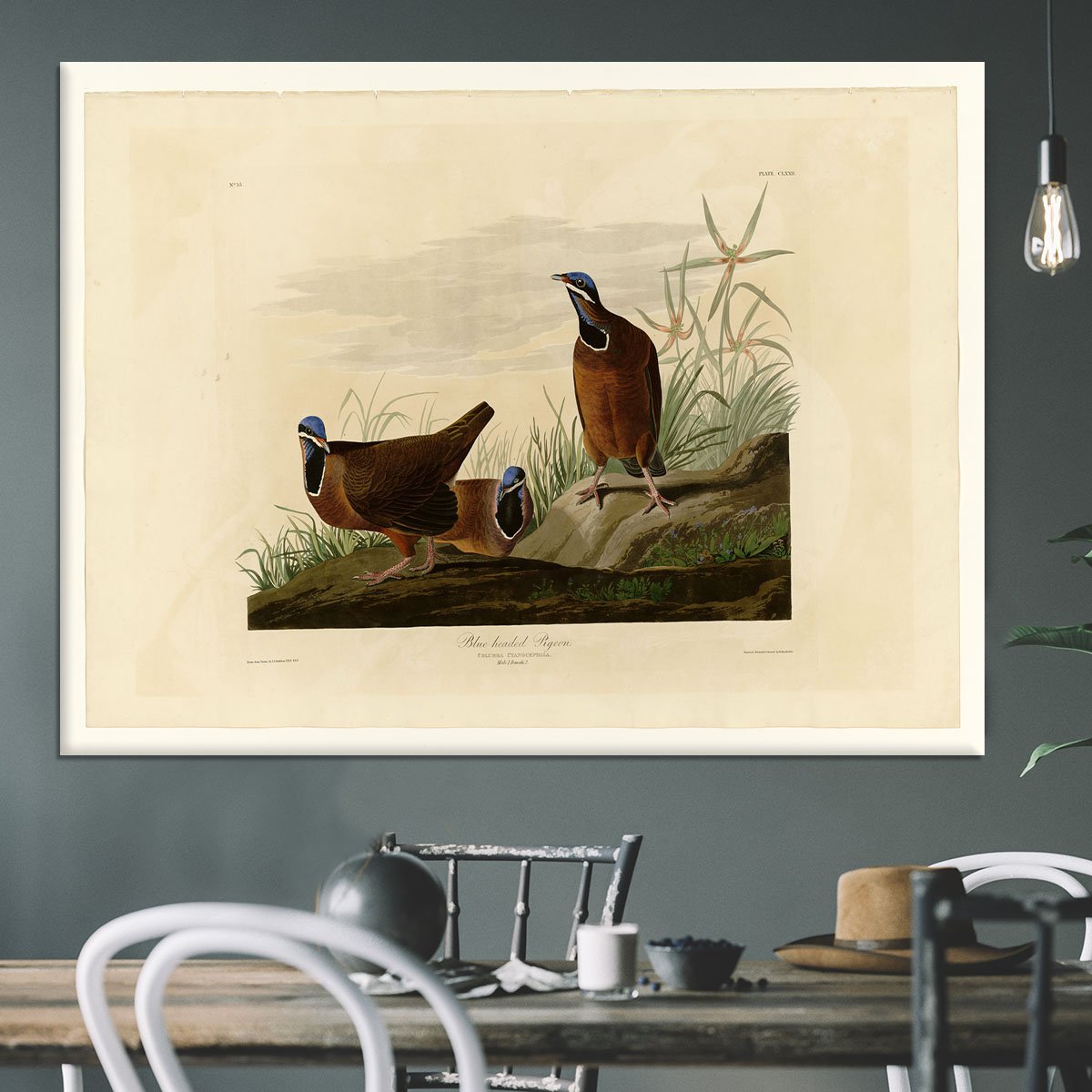Blue headed Pigeon by Audubon Canvas Print or Poster