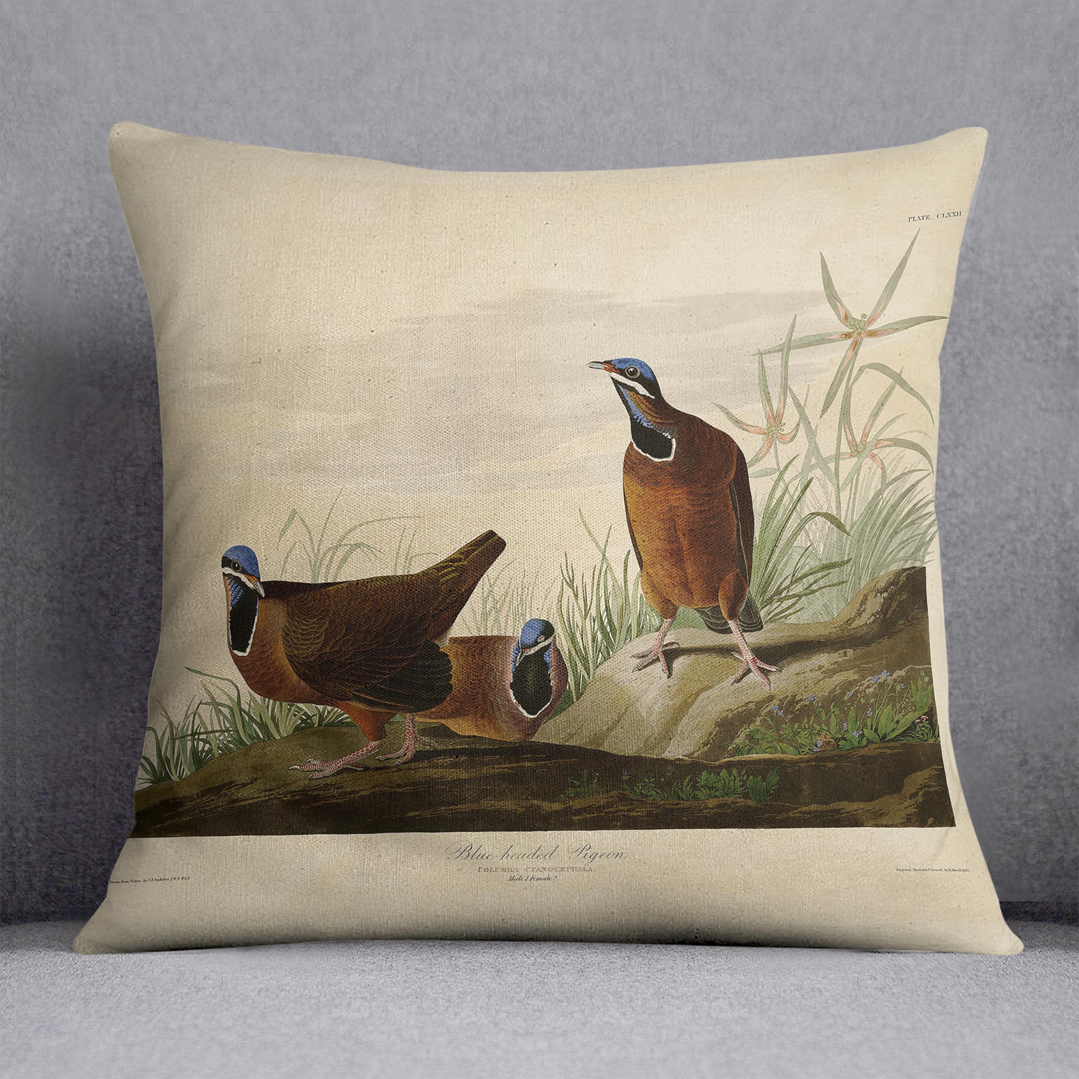 Blue headed Pigeon by Audubon Cushion