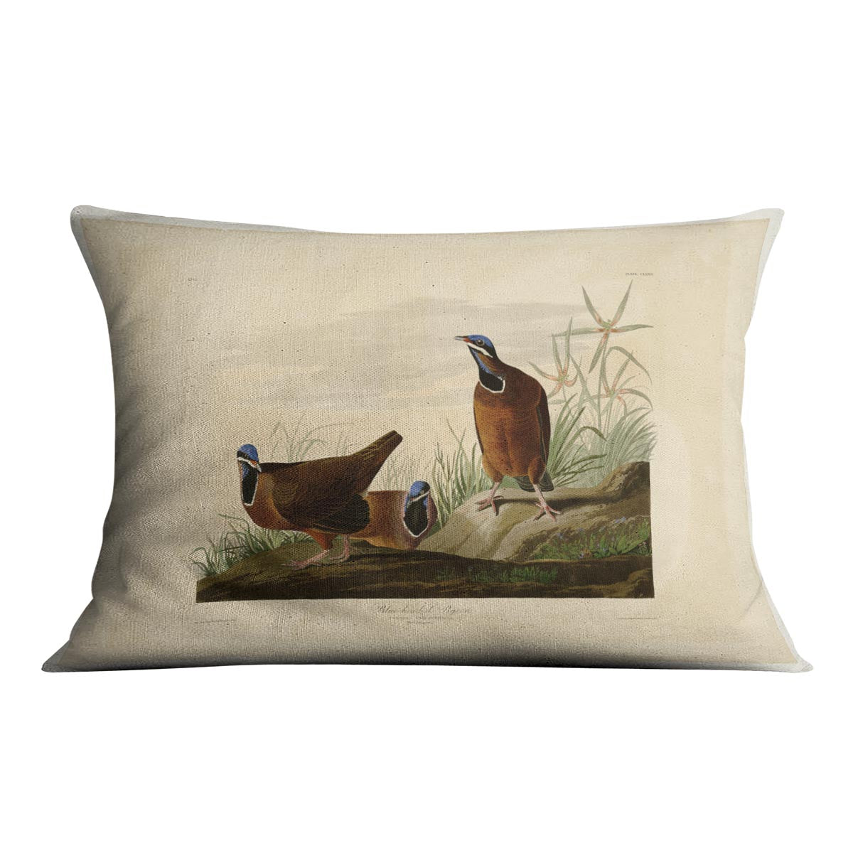 Blue headed Pigeon by Audubon Cushion