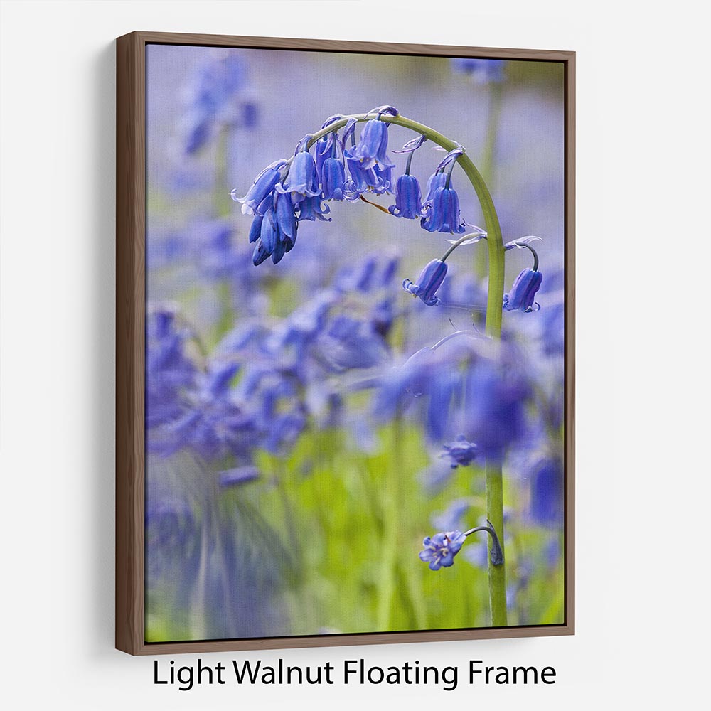 Bluebells Floating Frame Canvas - Canvas Art Rocks 7