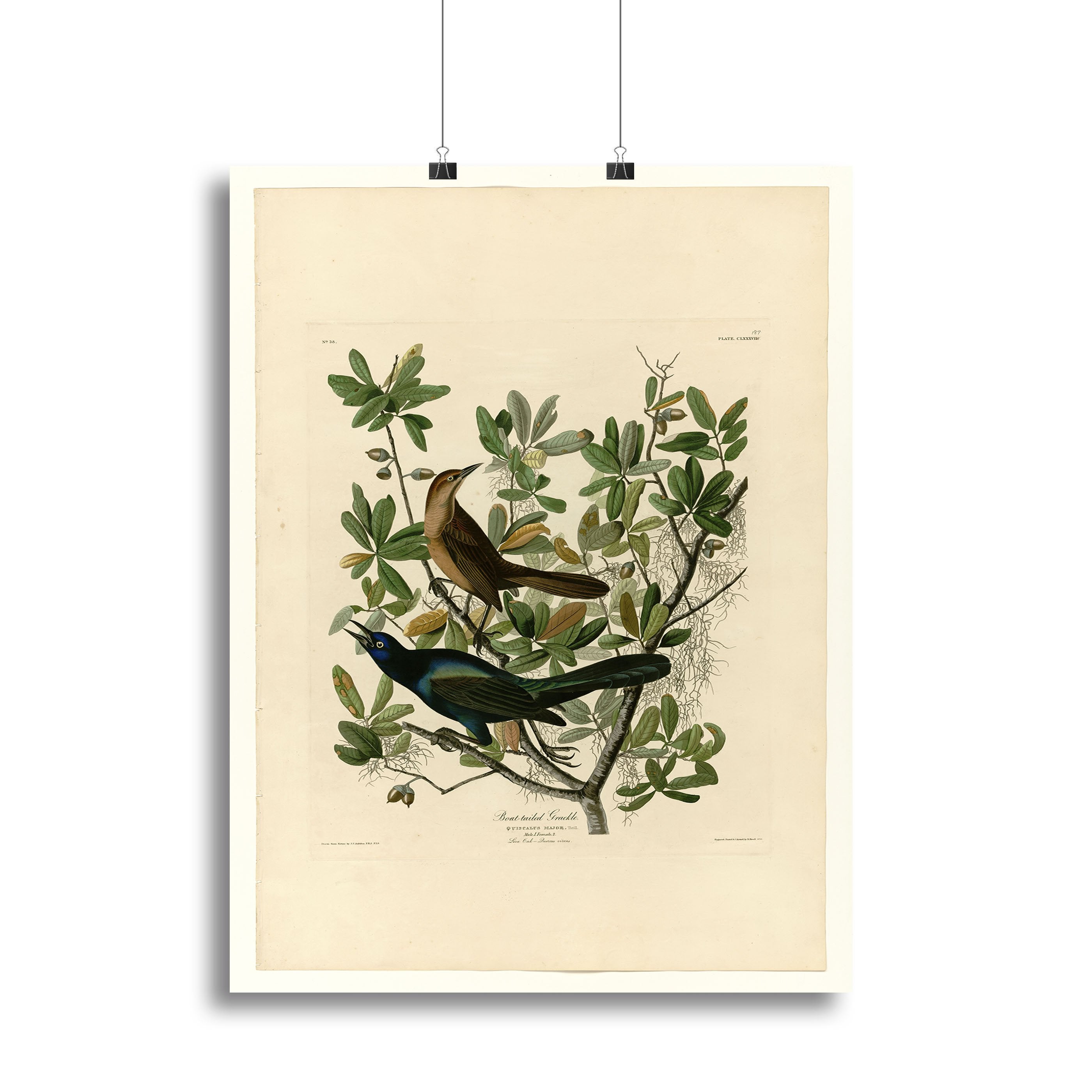 Boat tailed Grackle by Audubon Canvas Print or Poster
