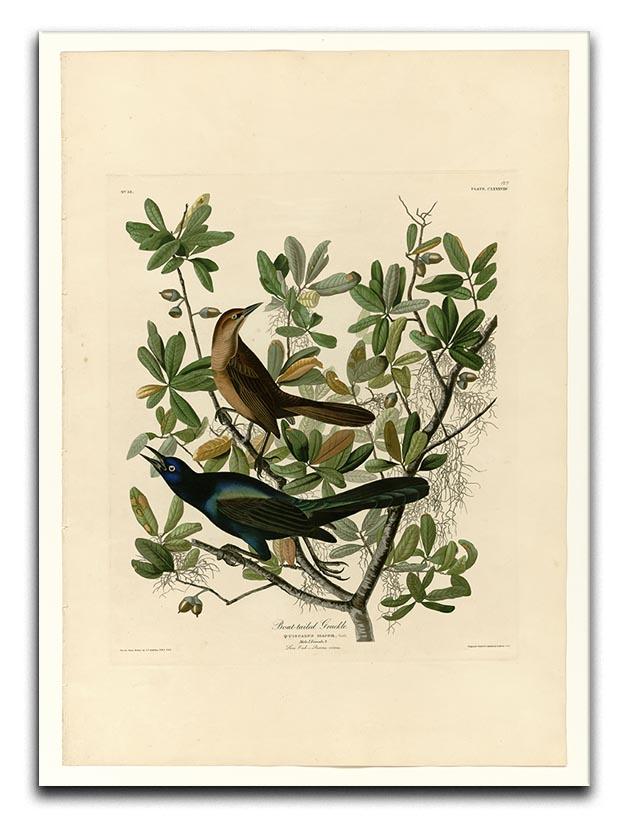 Boat tailed Grackle by Audubon Canvas Print or Poster - Canvas Art Rocks - 1