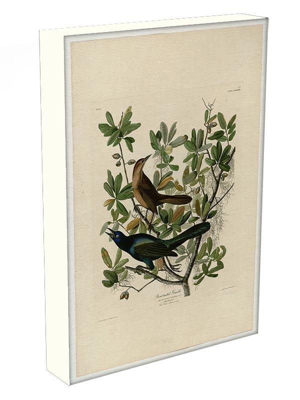 Boat tailed Grackle by Audubon Canvas Print or Poster - Canvas Art Rocks - 3