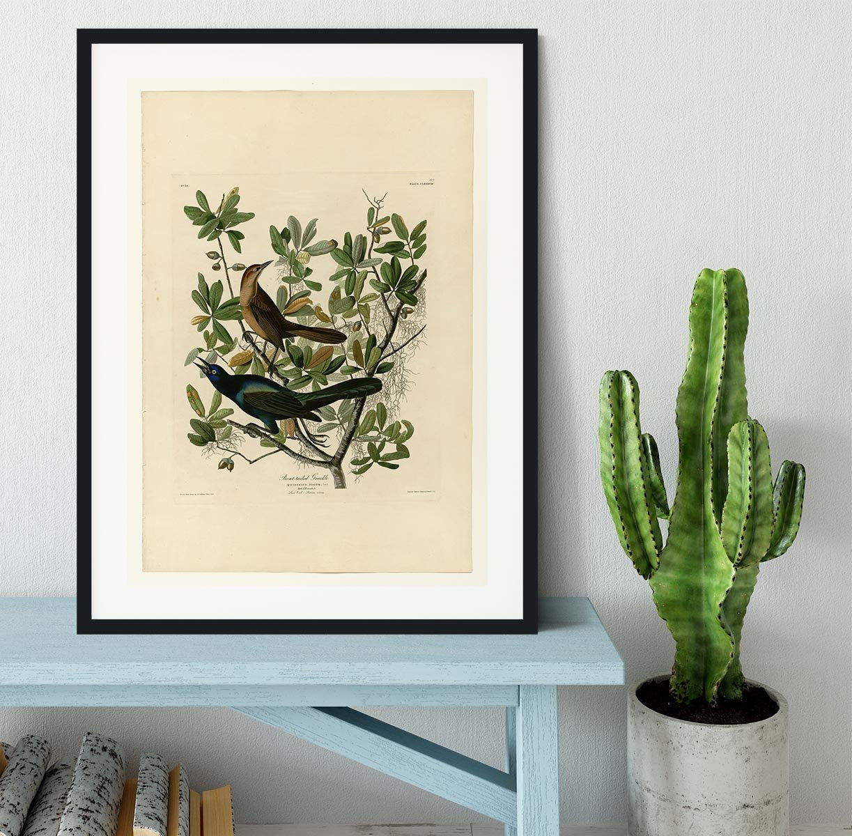 Boat tailed Grackle by Audubon Framed Print - Canvas Art Rocks - 1