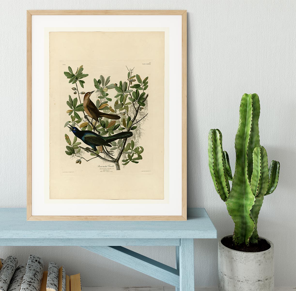 Boat tailed Grackle by Audubon Framed Print - Canvas Art Rocks - 3