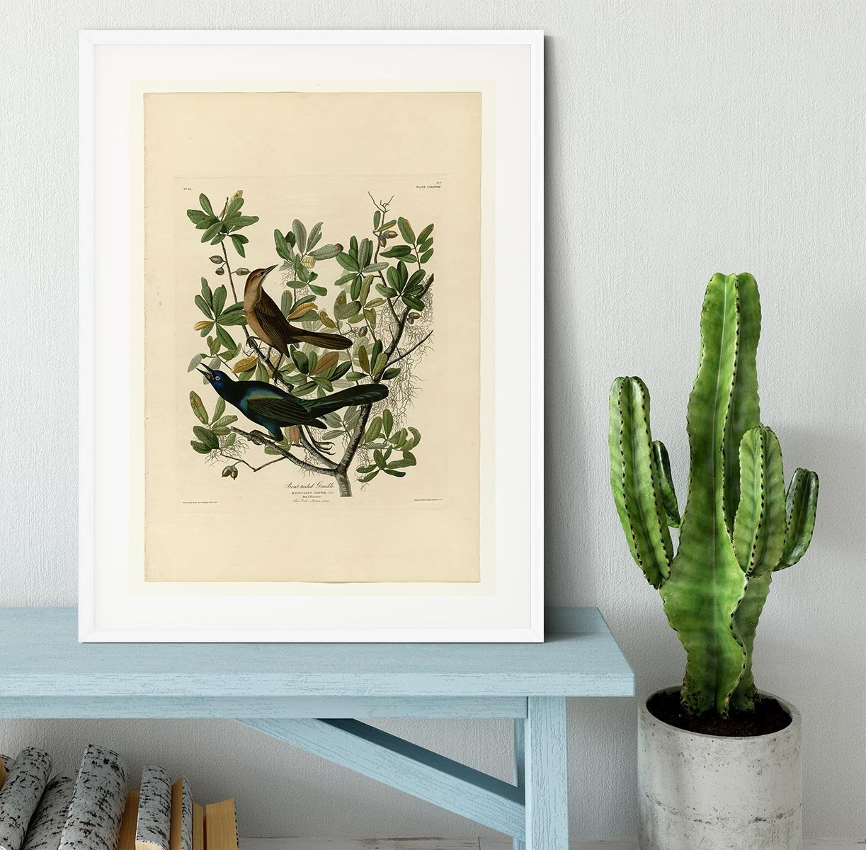 Boat tailed Grackle by Audubon Framed Print - Canvas Art Rocks - 5