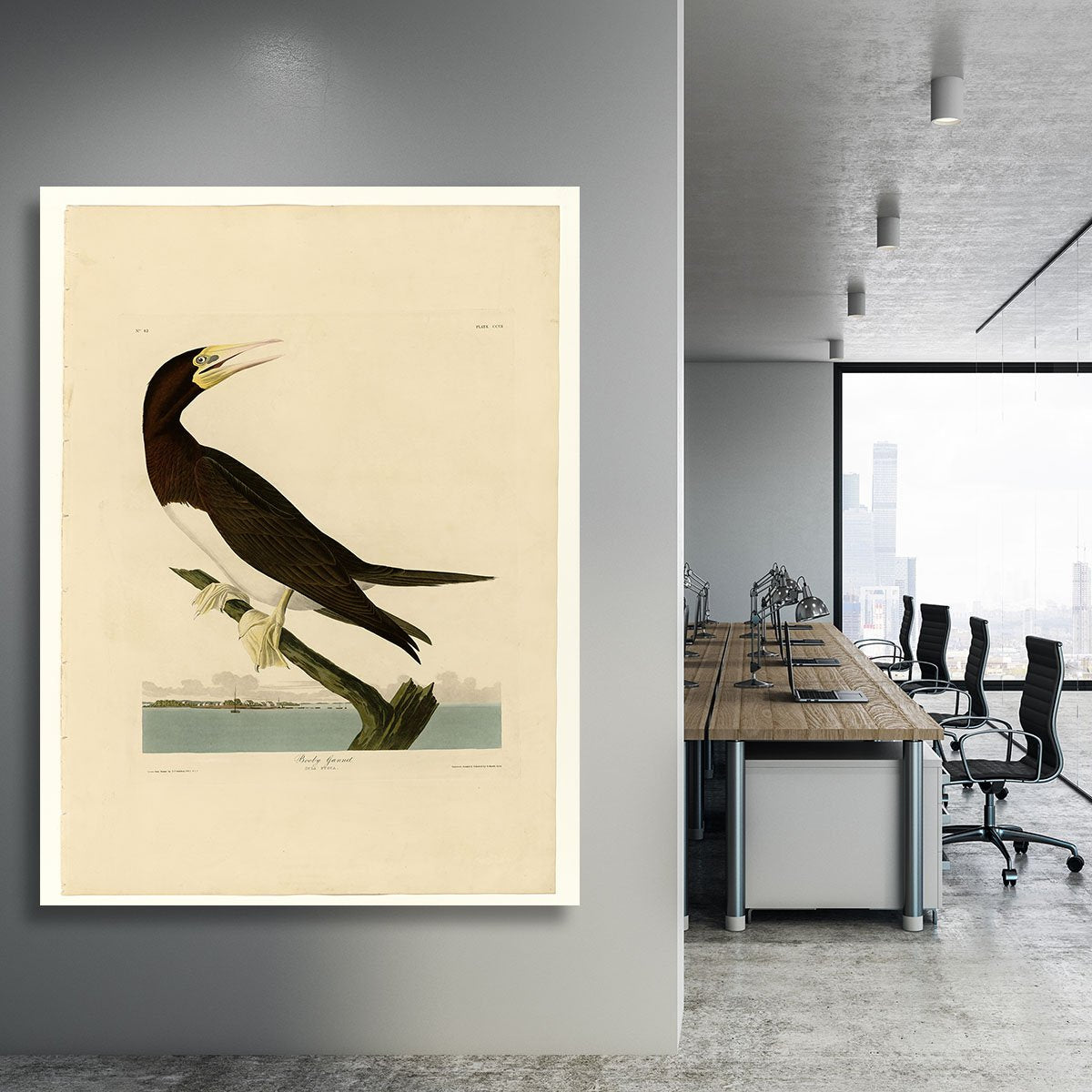 Booby Gannet by Audubon Canvas Print or Poster