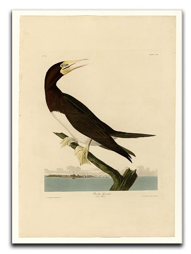 Booby Gannet by Audubon Canvas Print or Poster - Canvas Art Rocks - 1
