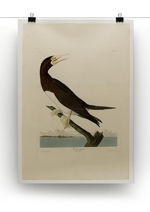 Booby Gannet by Audubon Canvas Print or Poster - Canvas Art Rocks - 2