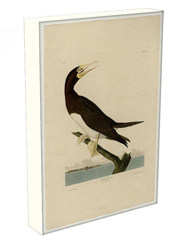 Booby Gannet by Audubon Canvas Print or Poster - Canvas Art Rocks - 3