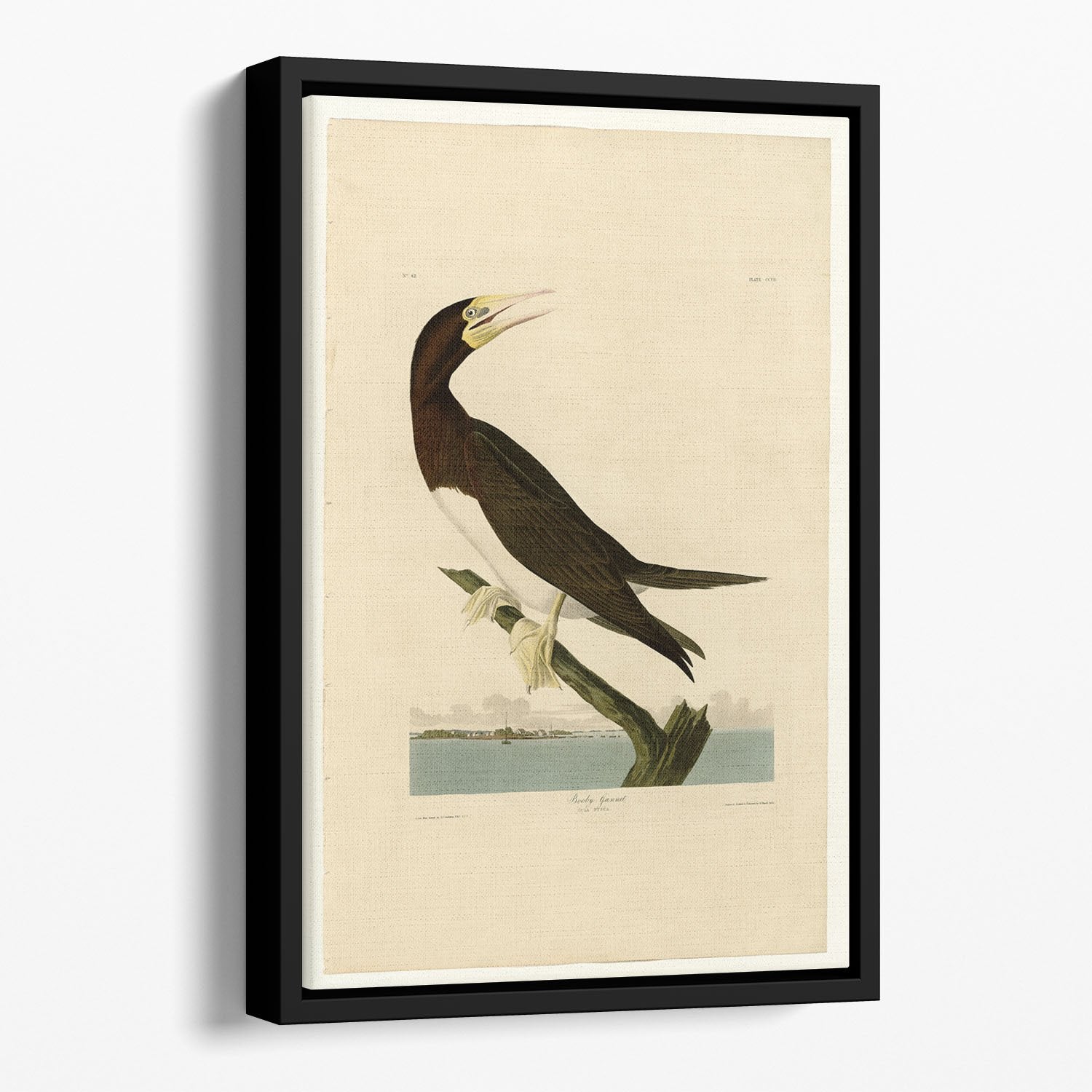 Booby Gannet by Audubon Floating Framed Canvas