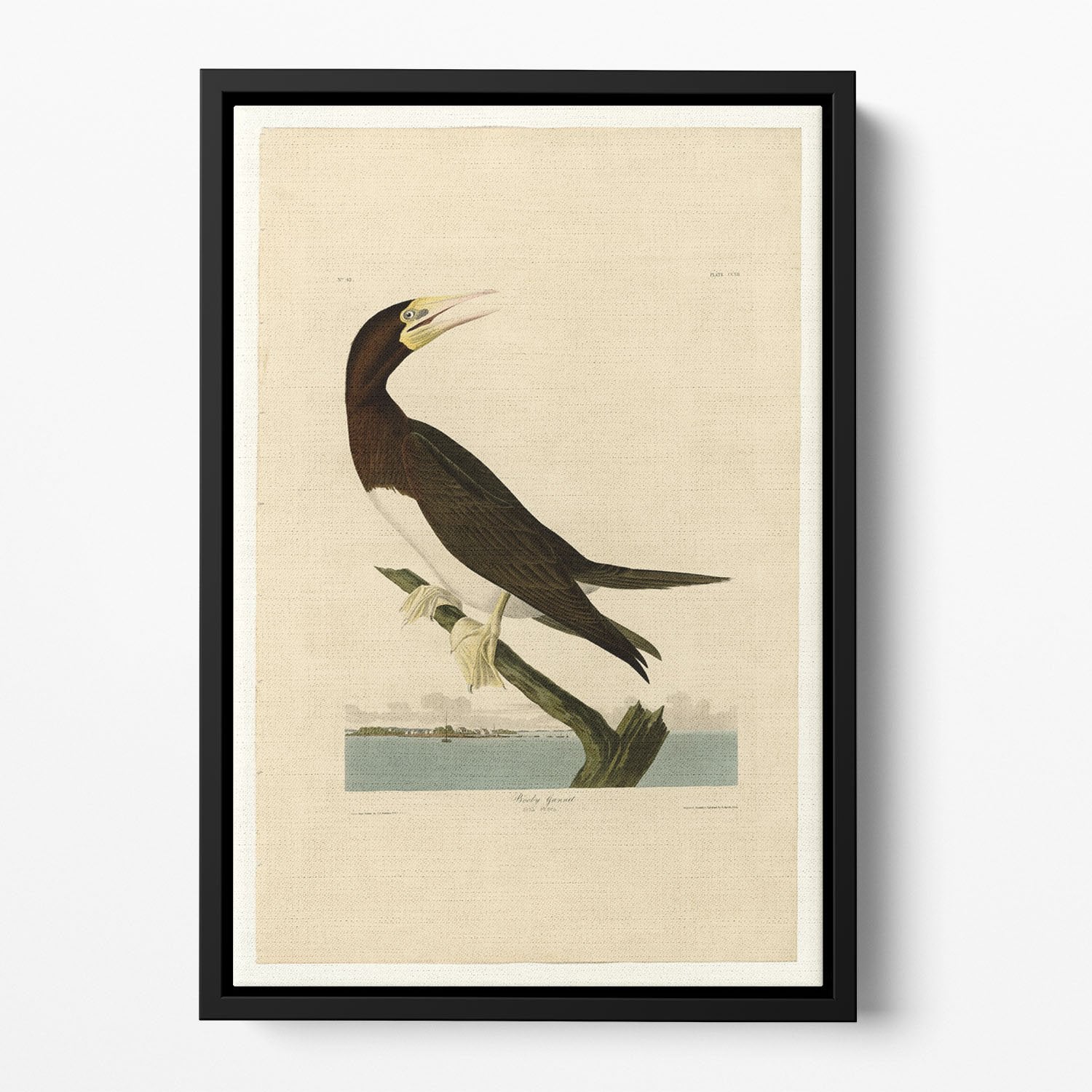 Booby Gannet by Audubon Floating Framed Canvas