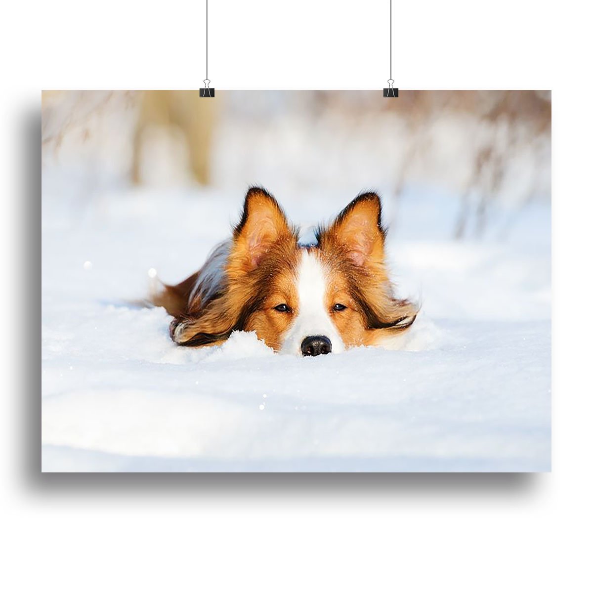 Border collie puppy 1 year old in winter Canvas Print or Poster
