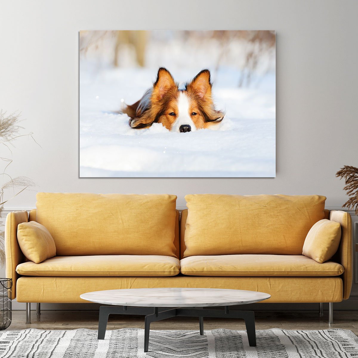 Border collie puppy 1 year old in winter Canvas Print or Poster
