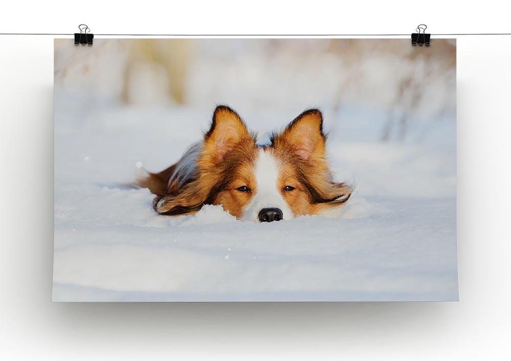 Border collie puppy 1 year old in winter Canvas Print or Poster - Canvas Art Rocks - 2
