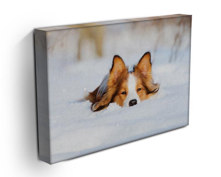 Border collie puppy 1 year old in winter Canvas Print or Poster - Canvas Art Rocks - 3