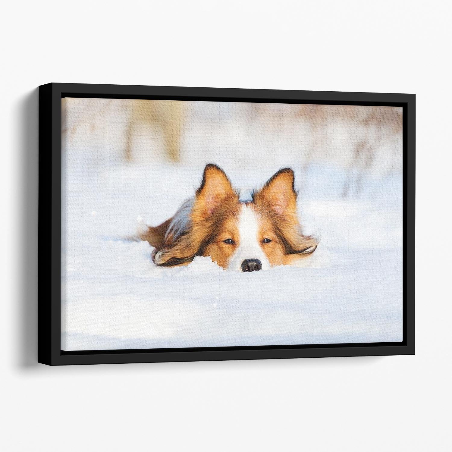 Border collie puppy 1 year old in winter Floating Framed Canvas - Canvas Art Rocks - 1