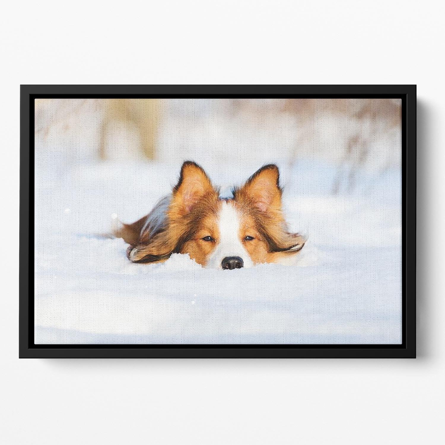 Border collie puppy 1 year old in winter Floating Framed Canvas - Canvas Art Rocks - 2
