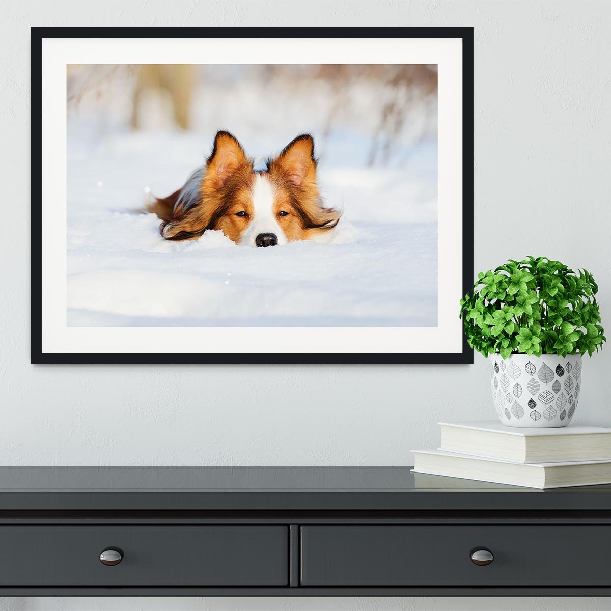 Border collie puppy 1 year old in winter Framed Print - Canvas Art Rocks - 1