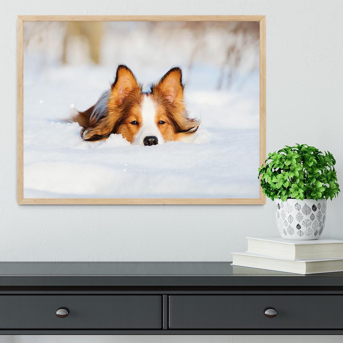 Border collie puppy 1 year old in winter Framed Print - Canvas Art Rocks - 4