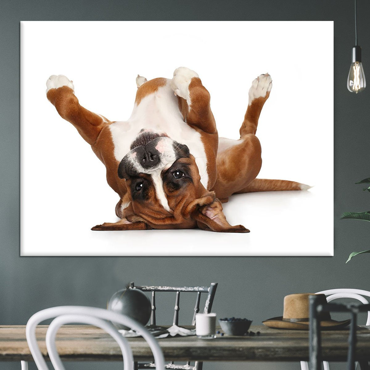 Boxer dog lying on his back Canvas Print or Poster
