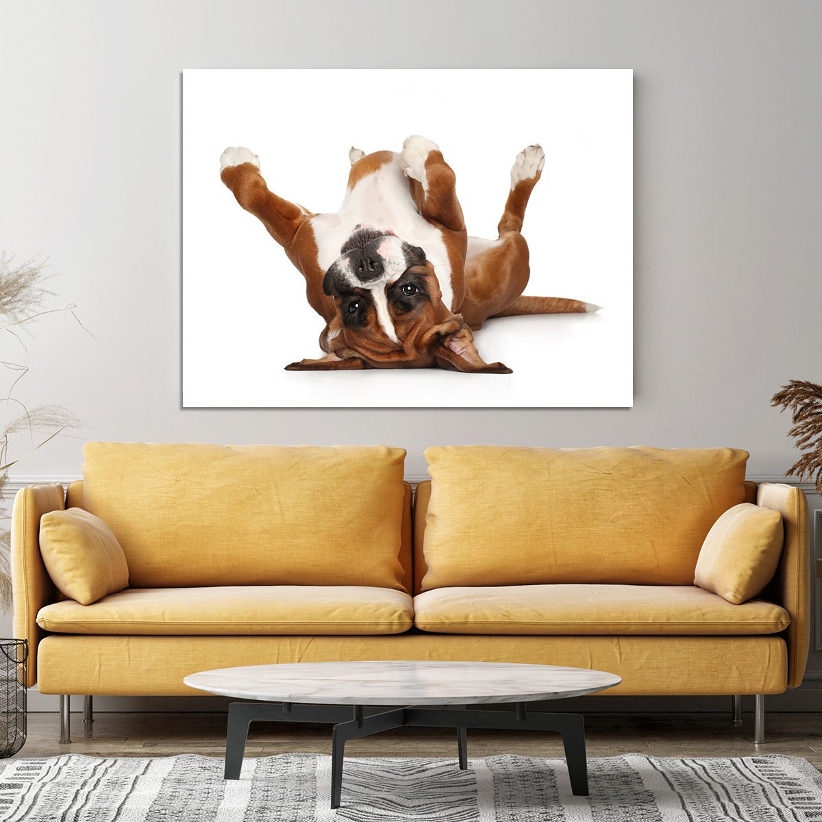 Boxer dog lying on his back Canvas Print or Poster