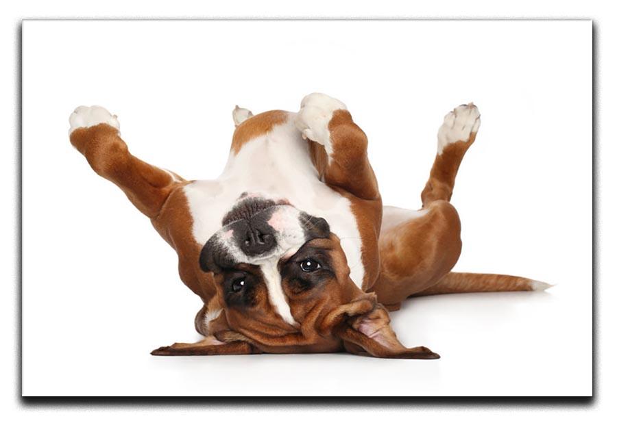 Boxer dog lying on his back Canvas Print or Poster - Canvas Art Rocks - 1