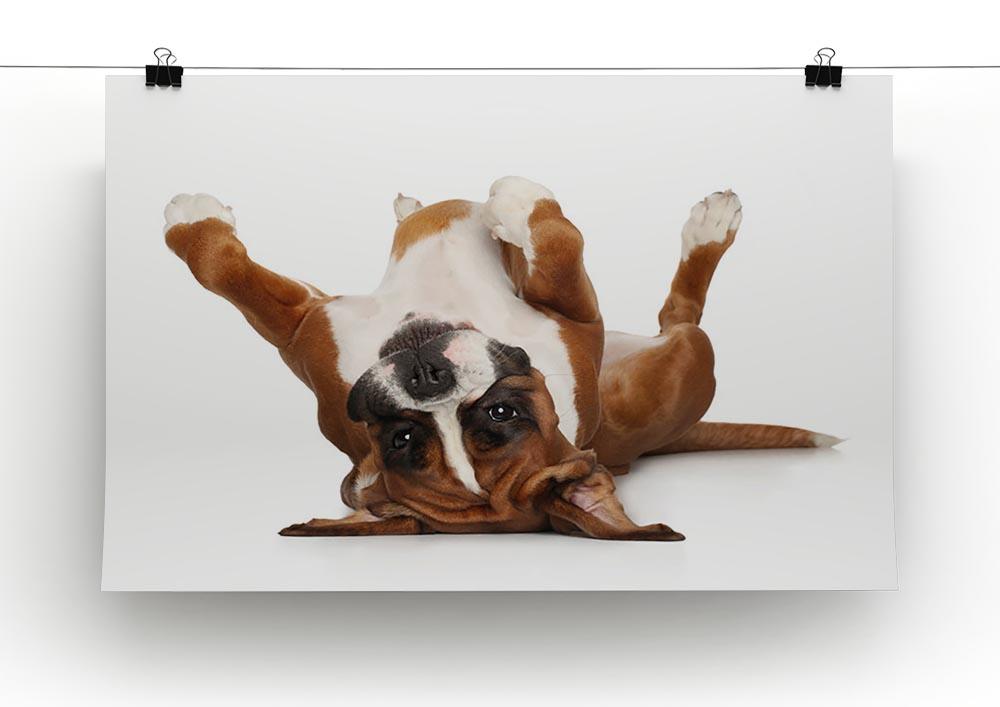 Boxer dog lying on his back Canvas Print or Poster - Canvas Art Rocks - 2