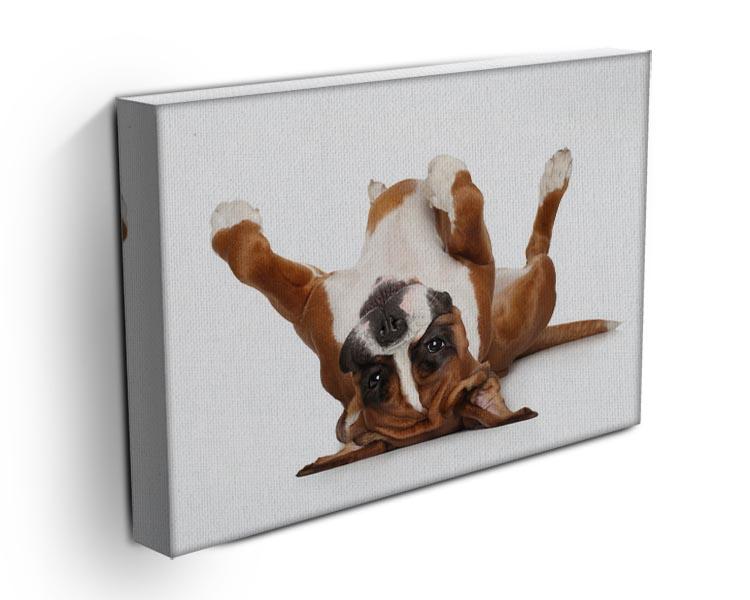 Boxer dog lying on his back Canvas Print or Poster - Canvas Art Rocks - 3