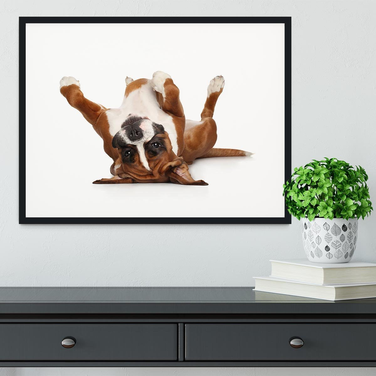 Boxer dog lying on his back Framed Print - Canvas Art Rocks - 1