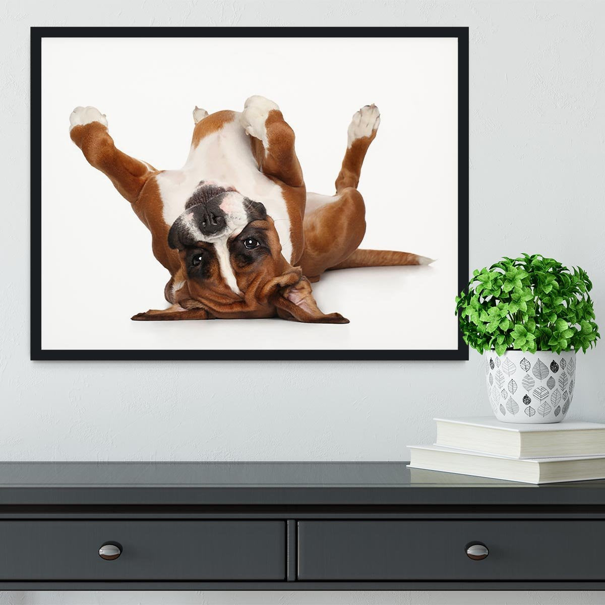 Boxer dog lying on his back Framed Print - Canvas Art Rocks - 2