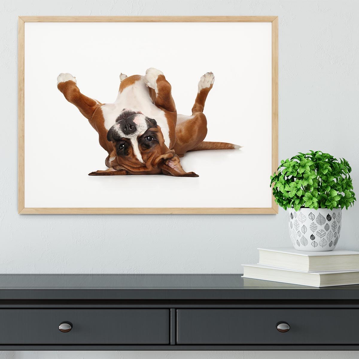 Boxer dog lying on his back Framed Print - Canvas Art Rocks - 3