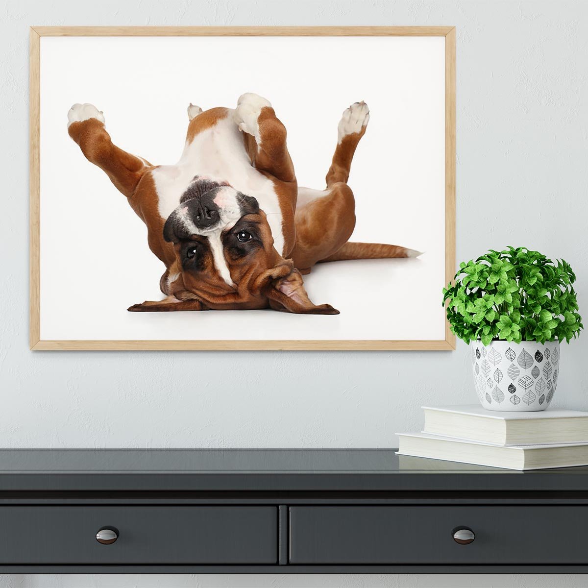 Boxer dog lying on his back Framed Print - Canvas Art Rocks - 4