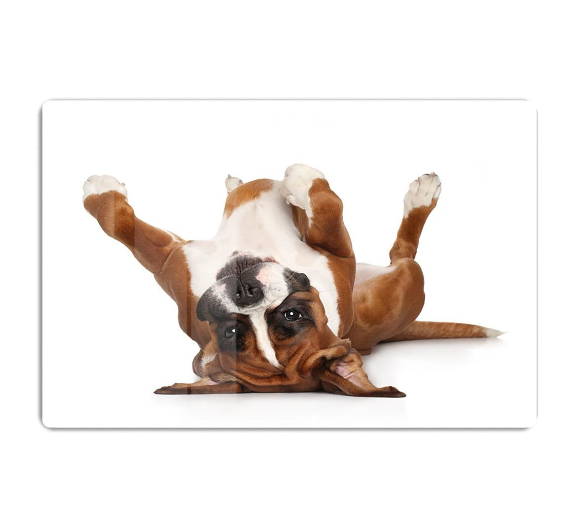Boxer dog lying on his back HD Metal Print - Canvas Art Rocks - 1