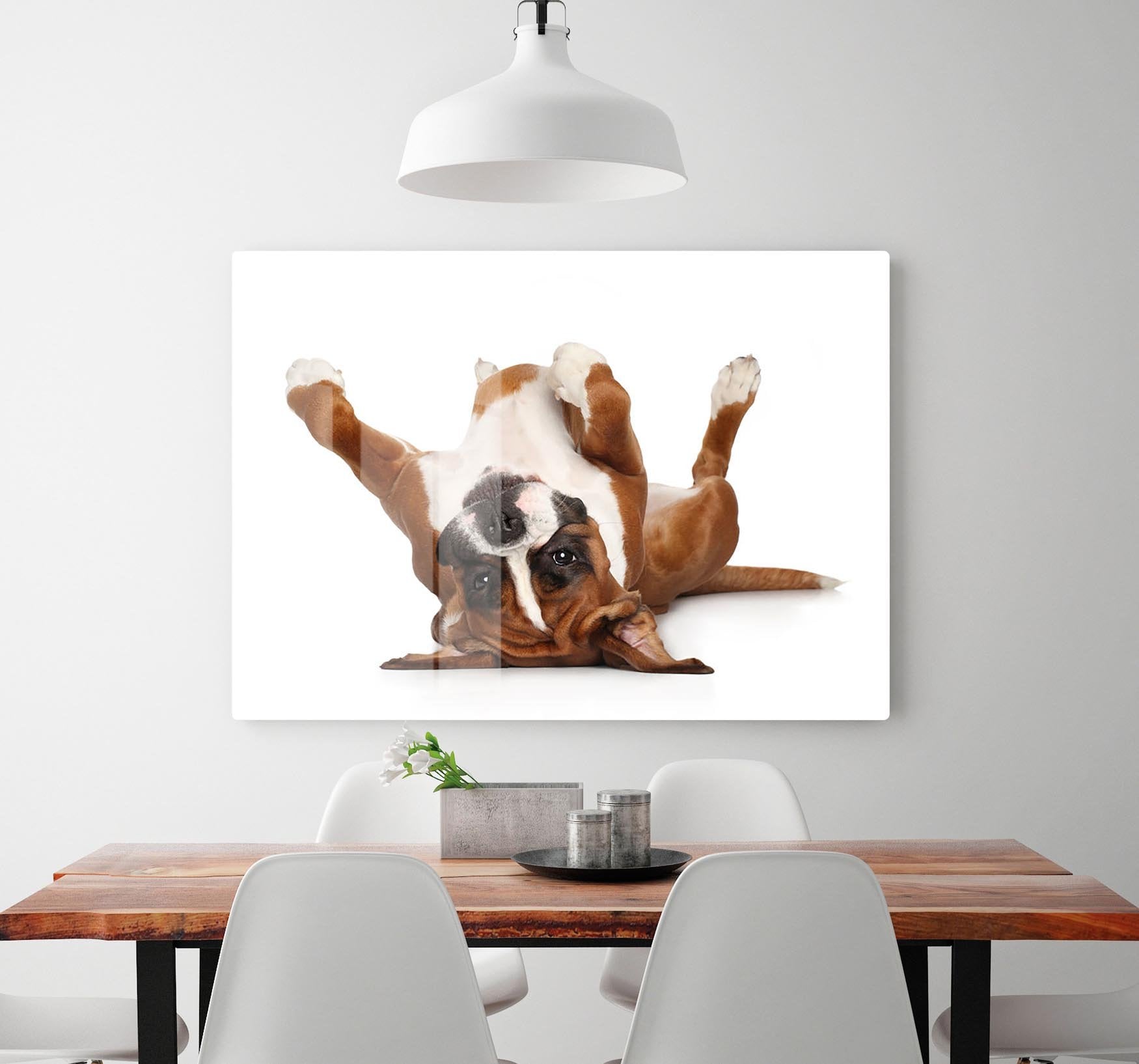 Boxer dog lying on his back HD Metal Print - Canvas Art Rocks - 2