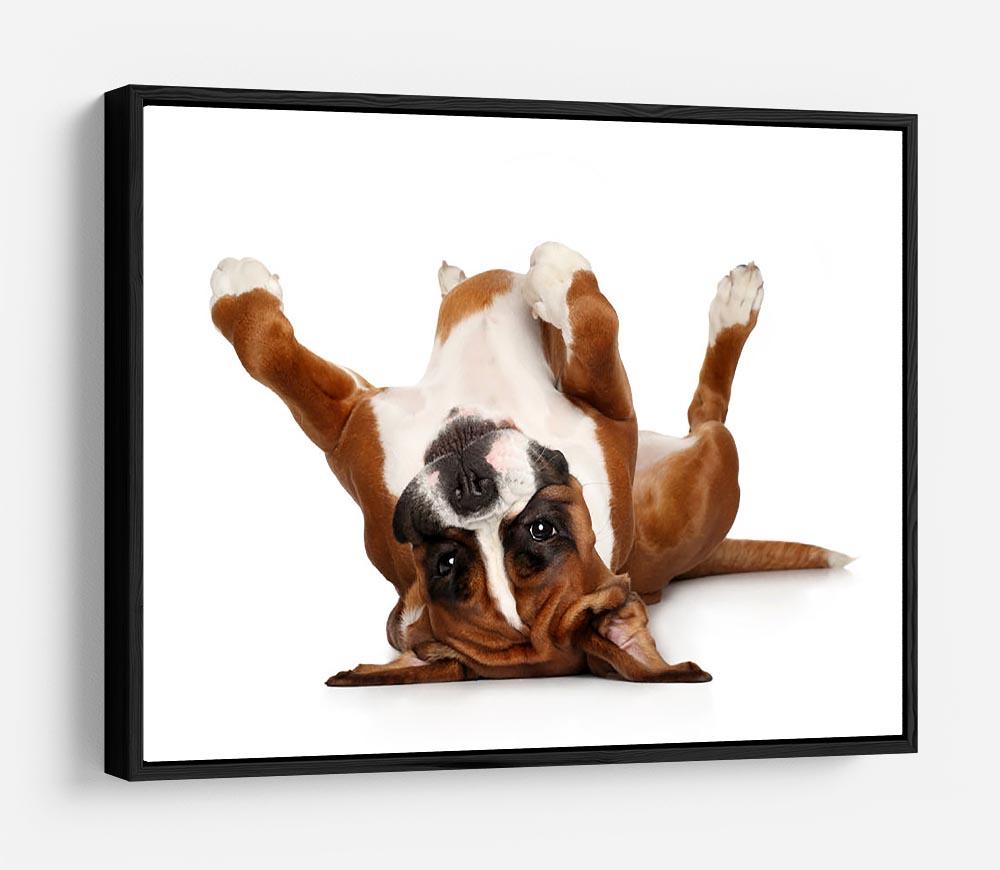 Boxer dog lying on his back HD Metal Print - Canvas Art Rocks - 6