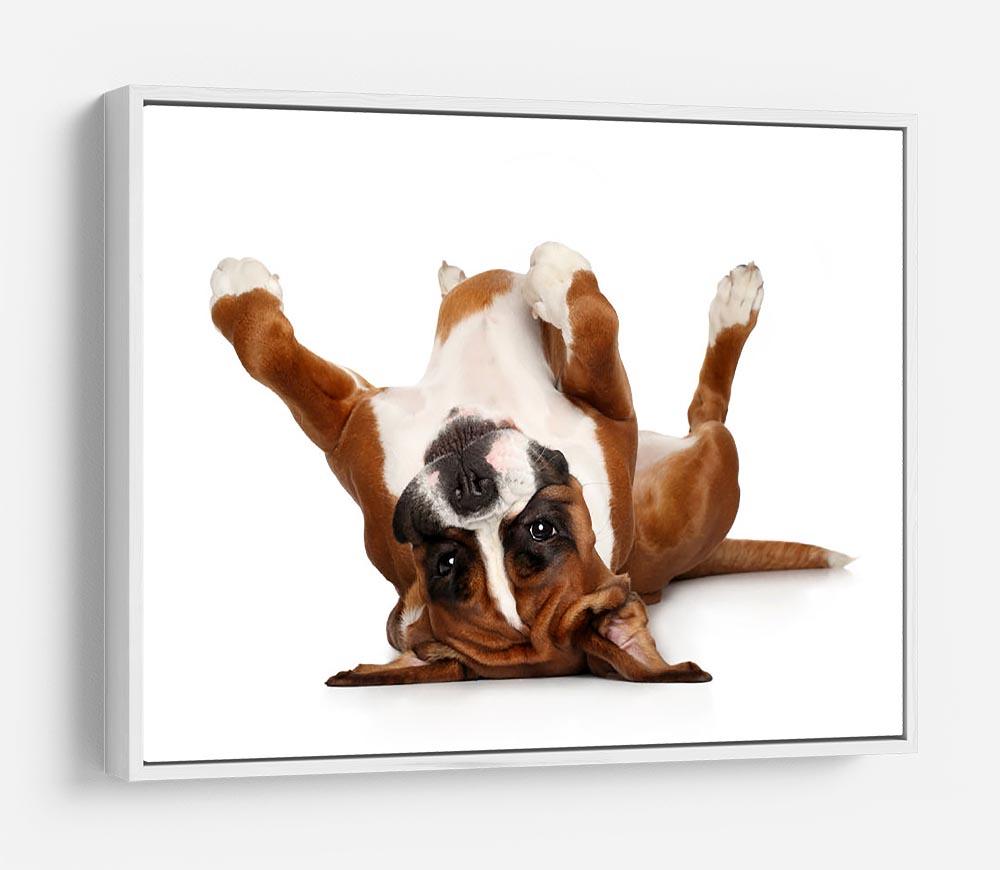 Boxer dog lying on his back HD Metal Print - Canvas Art Rocks - 7