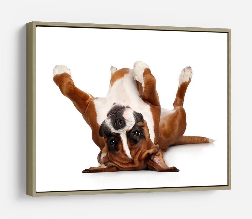 Boxer dog lying on his back HD Metal Print - Canvas Art Rocks - 8