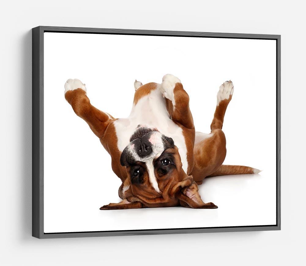 Boxer dog lying on his back HD Metal Print - Canvas Art Rocks - 9
