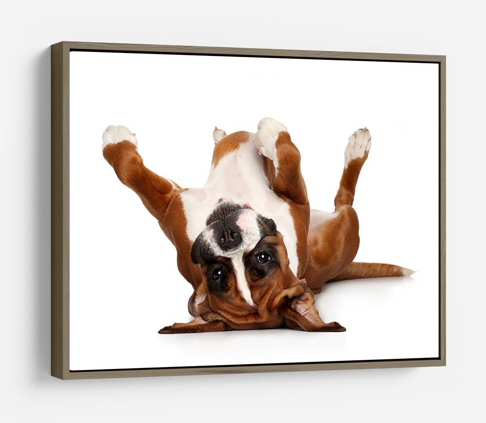 Boxer dog lying on his back HD Metal Print - Canvas Art Rocks - 10