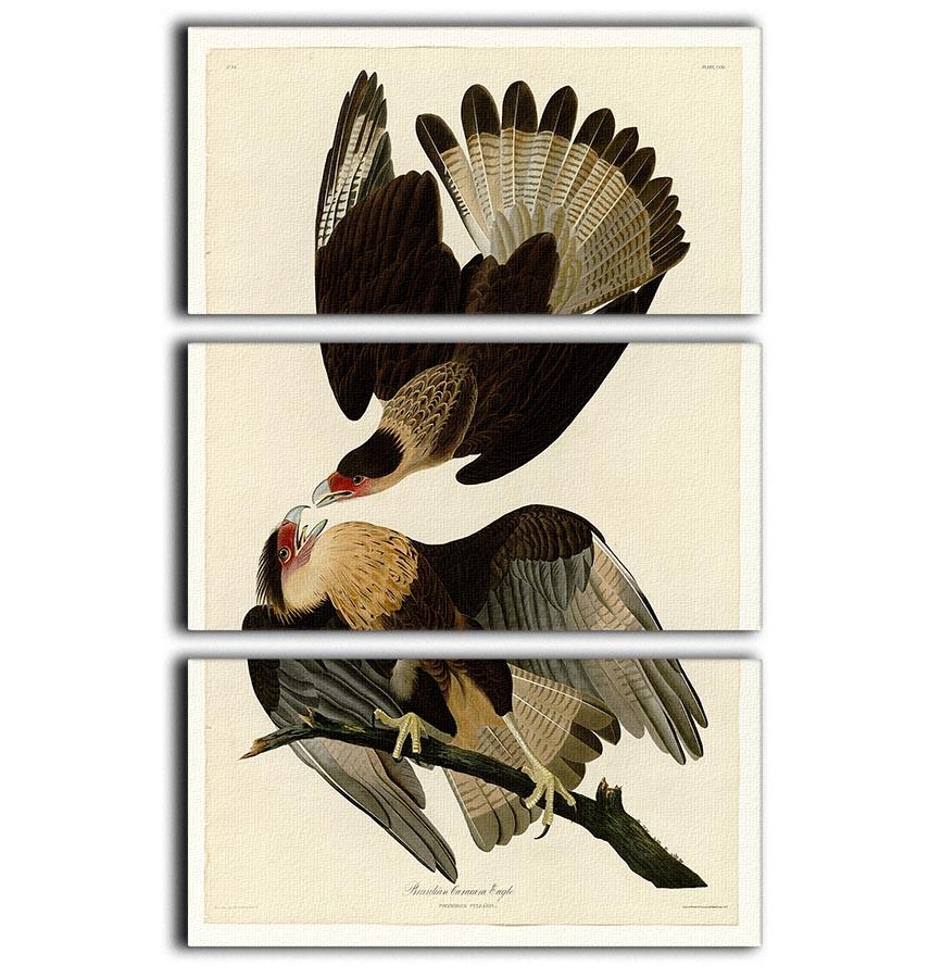 Brazilian Caracara Eagle by Audubon 3 Split Panel Canvas Print - Canvas Art Rocks - 1