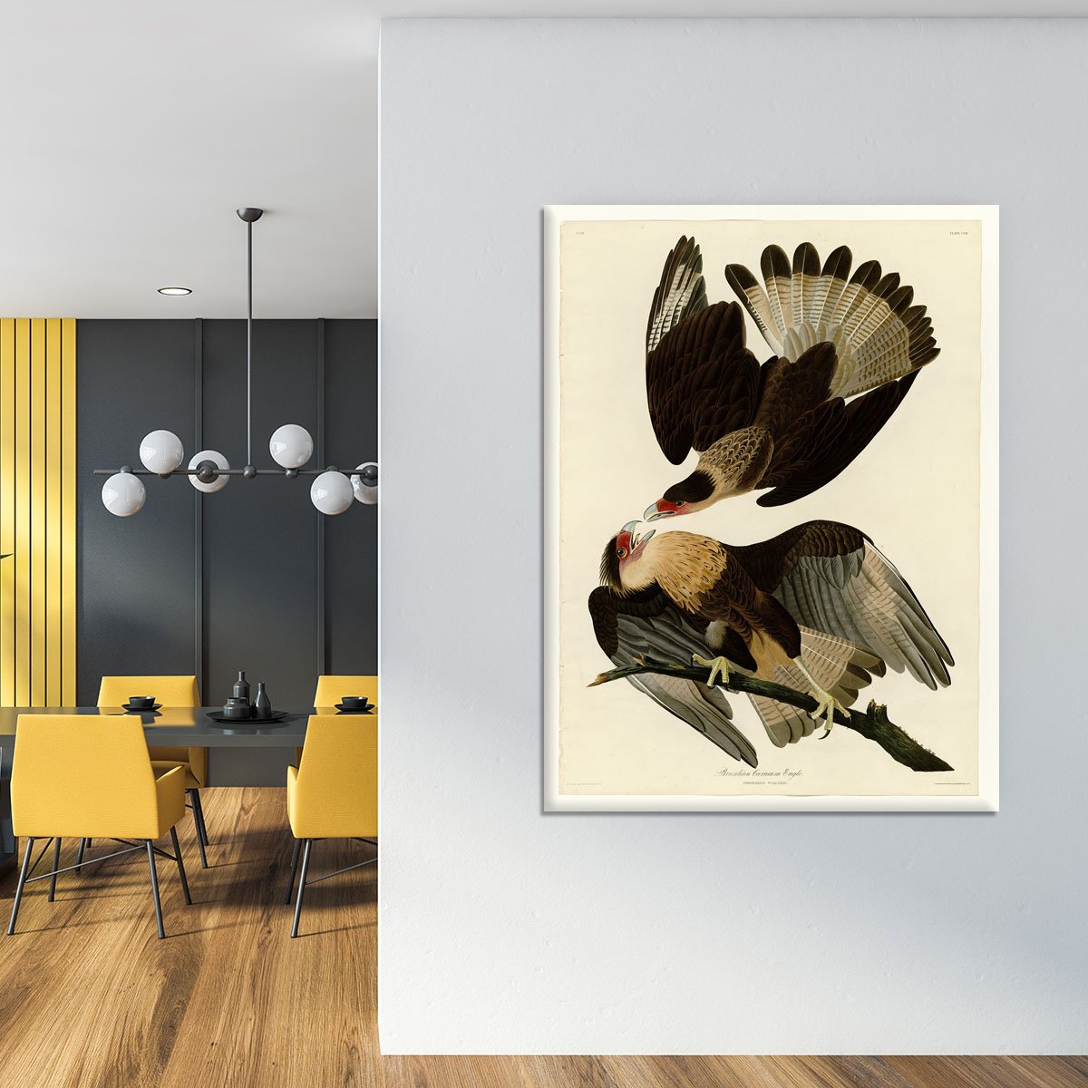 Brazilian Caracara Eagle by Audubon Canvas Print or Poster