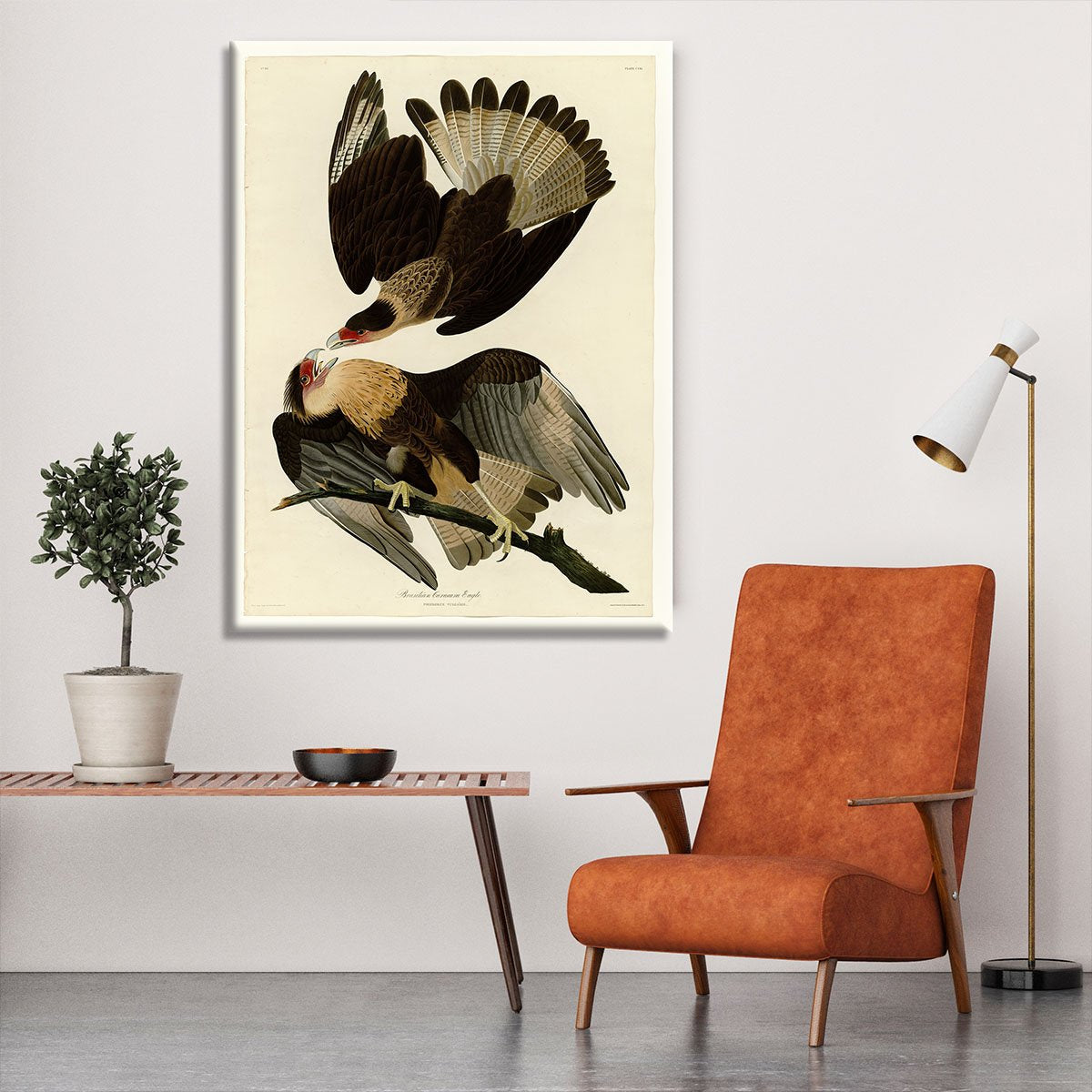 Brazilian Caracara Eagle by Audubon Canvas Print or Poster