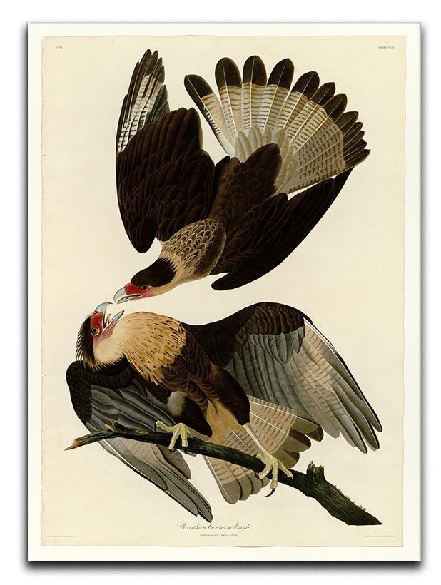 Brazilian Caracara Eagle by Audubon Canvas Print or Poster - Canvas Art Rocks - 1