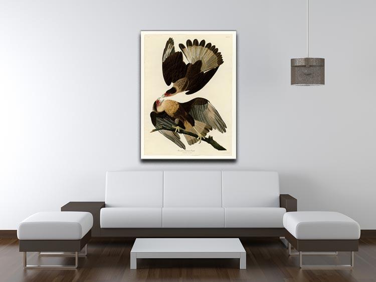 Brazilian Caracara Eagle by Audubon Canvas Print or Poster - Canvas Art Rocks - 4
